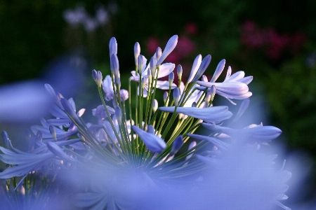 Nature grass blossom plant Photo