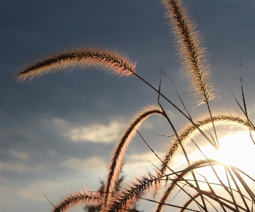 Tree nature grass branch Photo