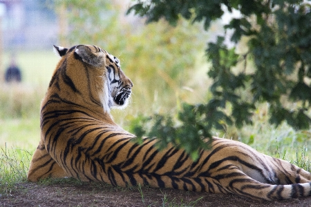 Grass blur animal wildlife Photo