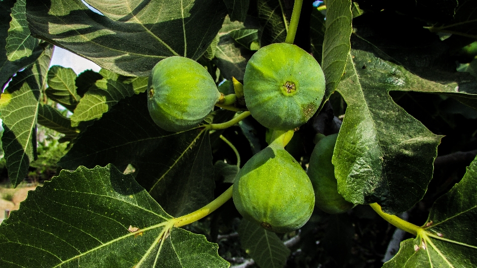 Tree nature plant fruit