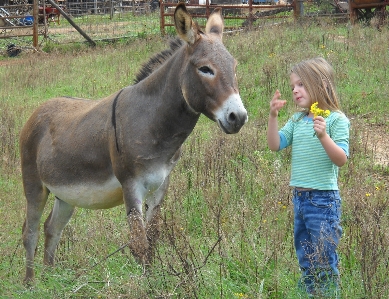 Foto Azienda agricola prato
 pascolo
 cavallo