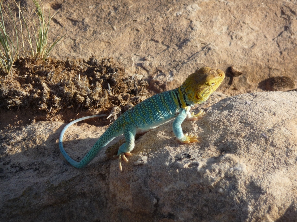 Yaban hayatı sürüngen fauna kertenkele