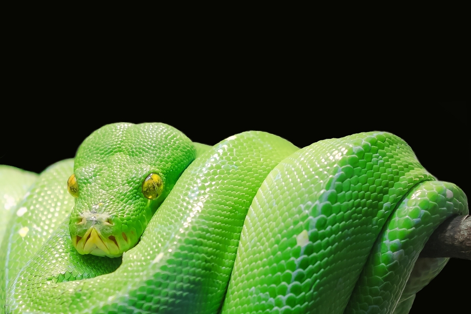 Animal green reptile fauna