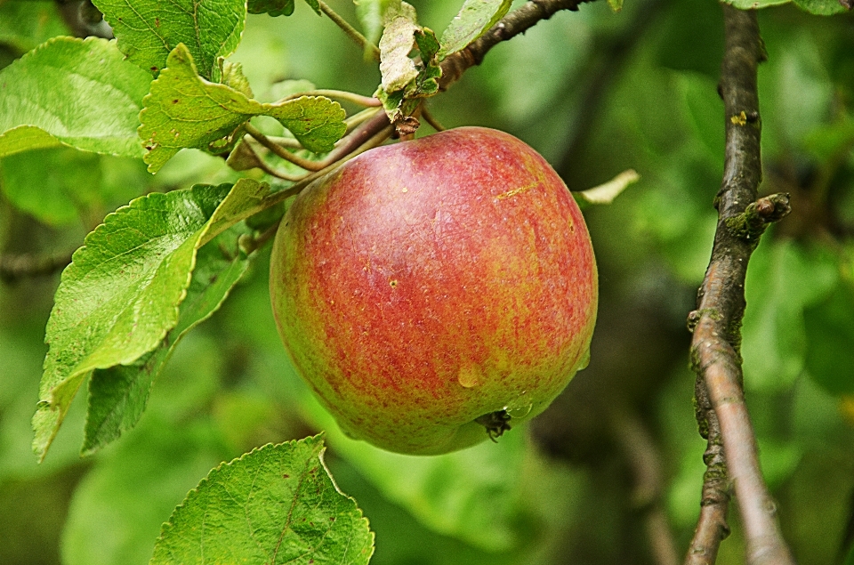 Apple albero ramo pianta