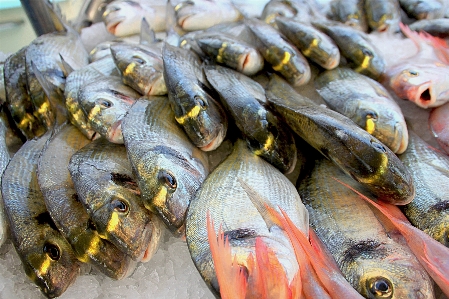 Sea seaside food fishing Photo