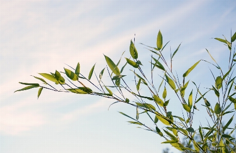 Tree nature grass branch Photo