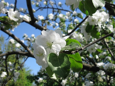 木 ブランチ 花 植物 写真