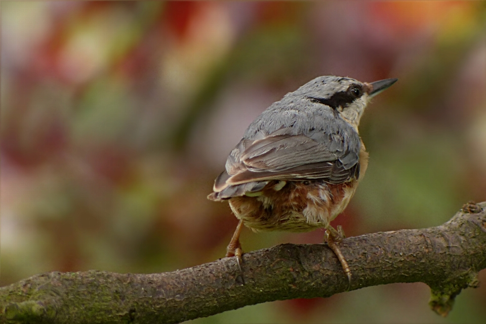 Tree nature branch bird