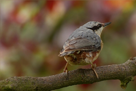 Foto árvore natureza filial pássaro