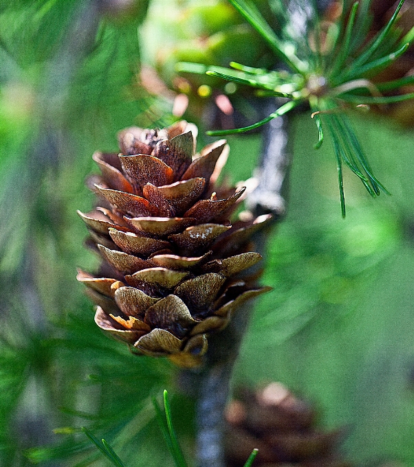 árvore natureza floresta grama