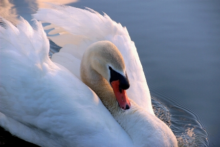 Water nature bird wing Photo