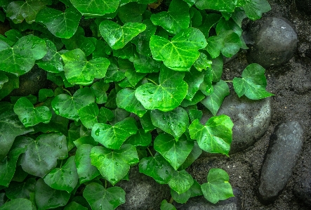 Natur abstrakt anlage vine Foto