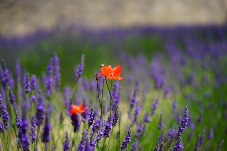 Nature plant field meadow Photo