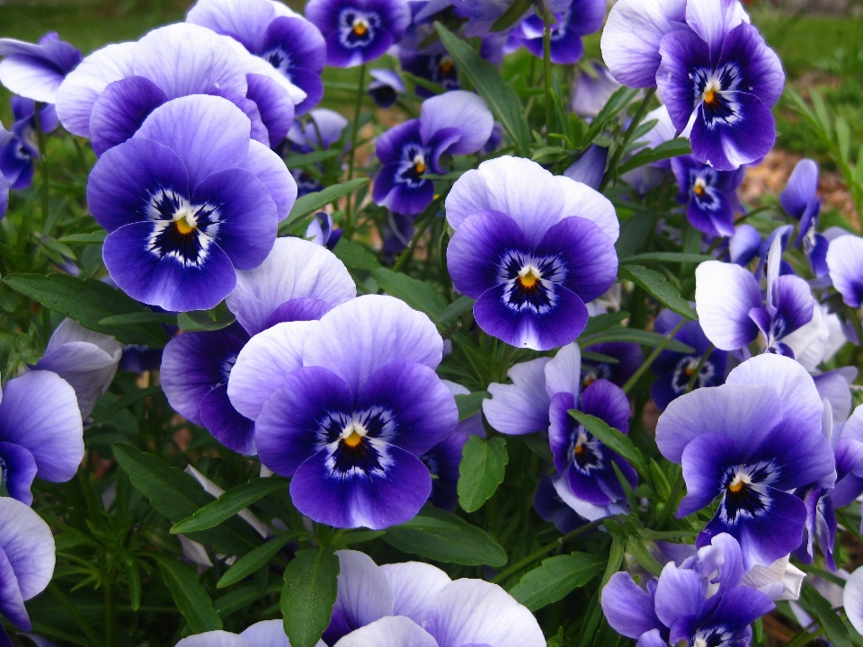 Planta flor azul jardín