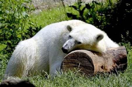 White animal bear wildlife Photo