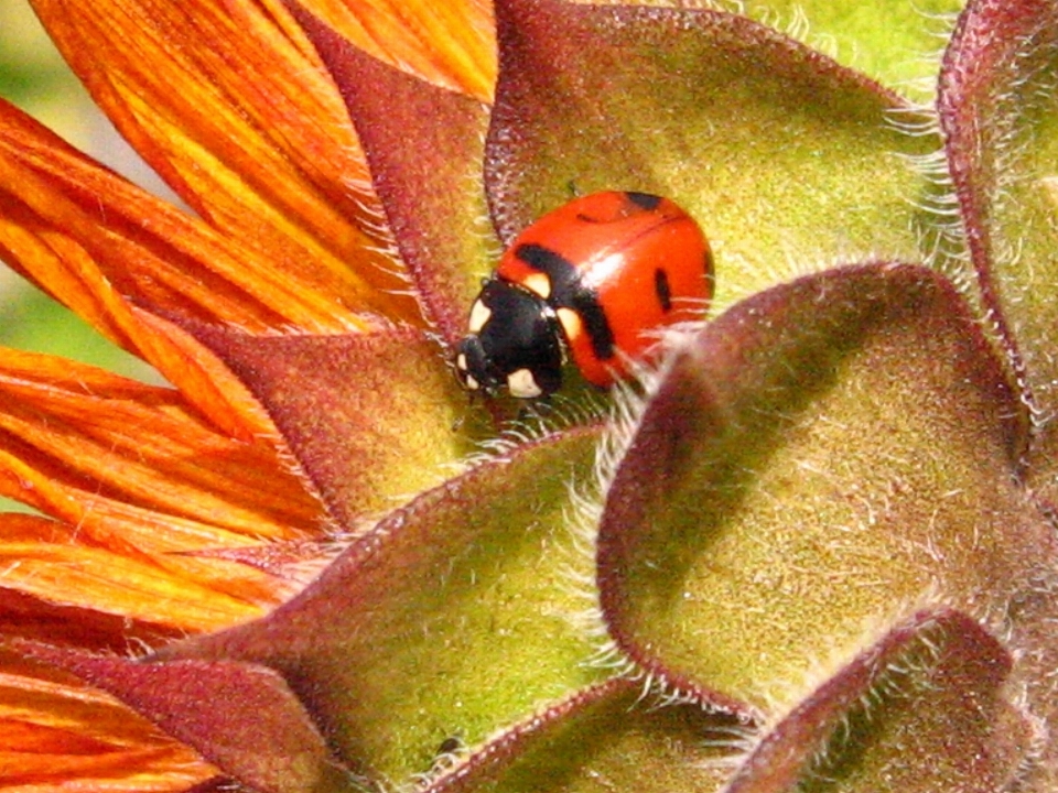 Nature usine la photographie feuille