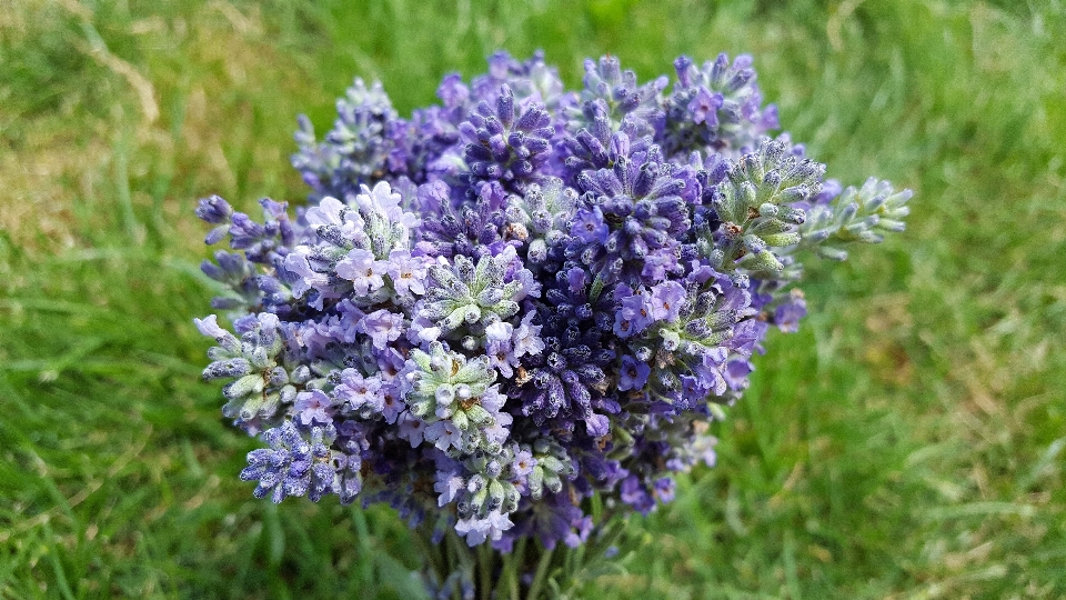 Nature plant meadow flower