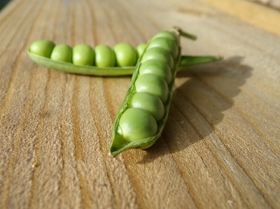 植物 木 食べ物 緑 写真