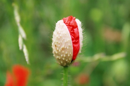 自然 花 植物 分野 写真