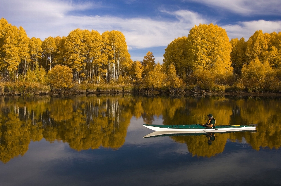 Paesaggio albero acqua natura