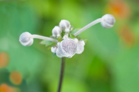 Nature blossom plant photography Photo