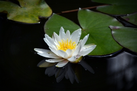 自然 花 植物 白 写真