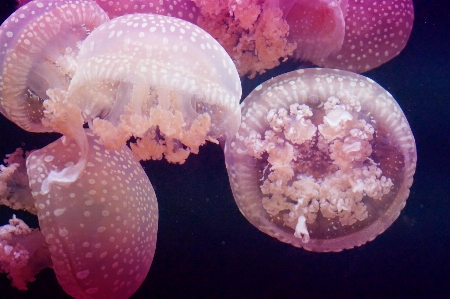 Petal underwater biology jellyfish Photo