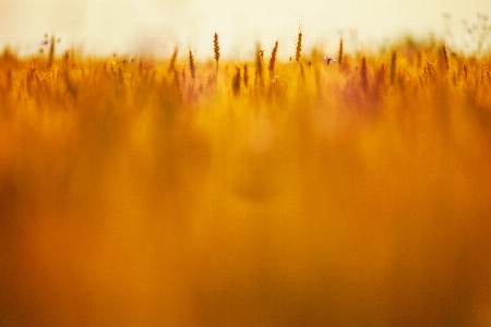 Nature grass light blur Photo