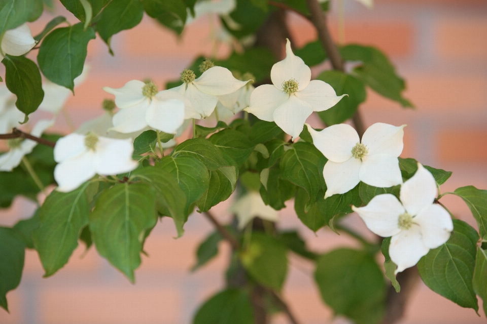 Tree nature branch blossom