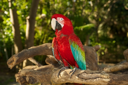 鳥 野生動物 赤 嘴 写真