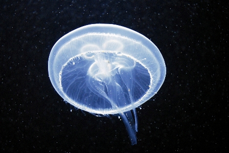 海 水 雰囲気 生物学 写真