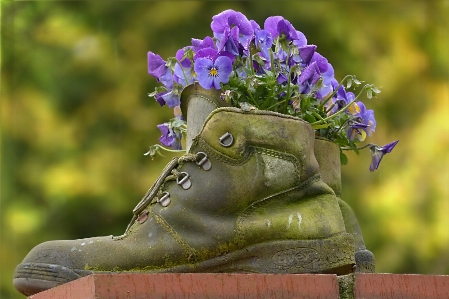 Plant flower old monument Photo