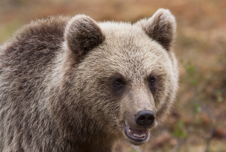 Welpe tier tragen tierwelt Foto