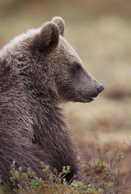 Cucciolo animale orso animali selvatici