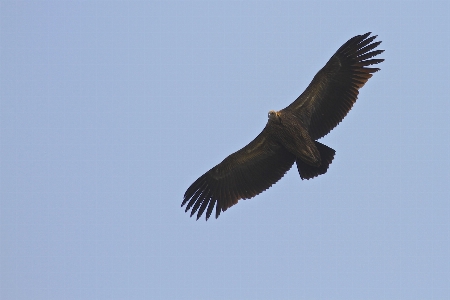 Nature bird wing sky Photo