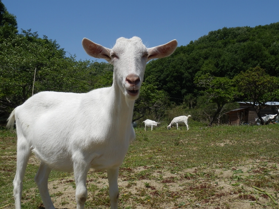 White field meadow goat