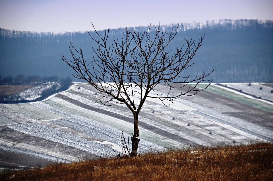 Krajobraz drzewo natura pustynia
