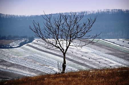 Landscape tree nature wilderness Photo