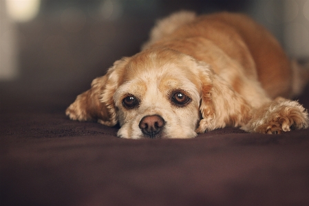 Foto Filhote de cachorro animal bonitinho