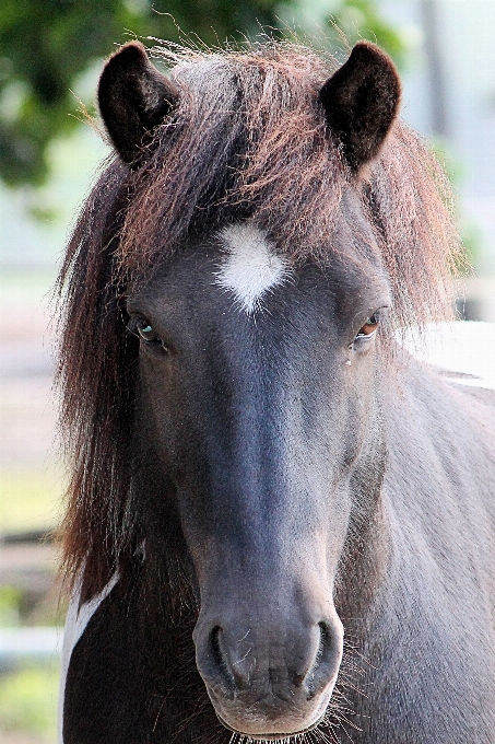 馬 哺乳類 種牡馬 たてがみ
