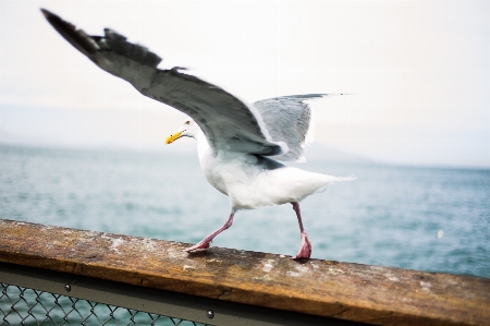 Zdjęcie Morze ocean ptak skrzydło