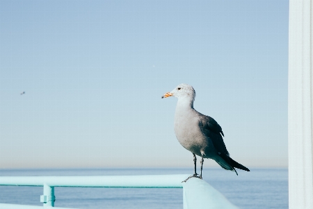 Sea coast bird animal Photo