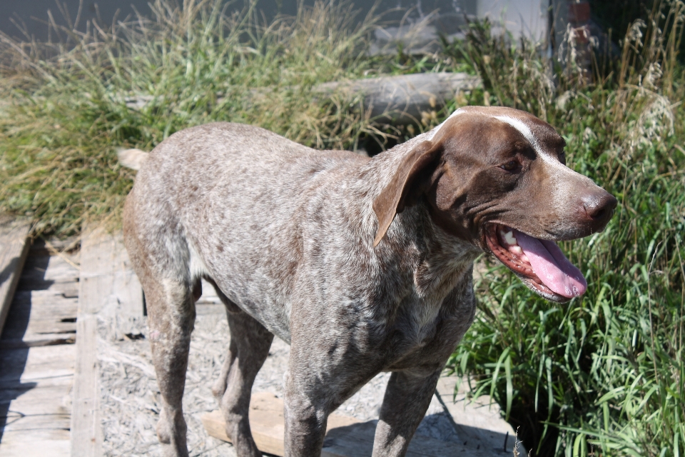 犬 動物 犬歯
 哺乳類