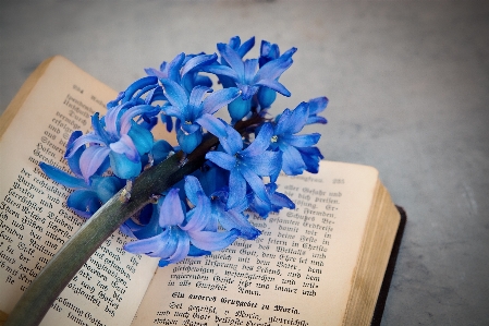 Book flower petal blue Photo