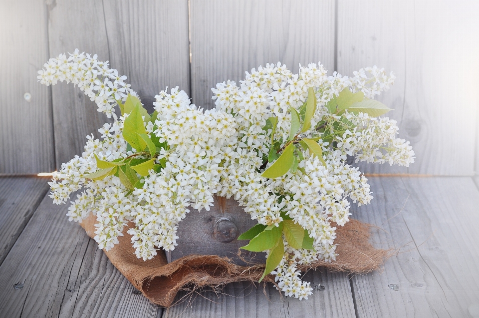 Pianta bianco fiore decorazione