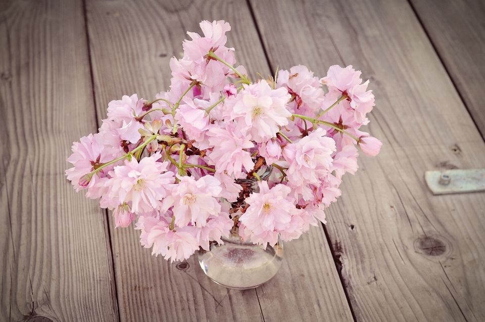 ブランチ 花 植物 木