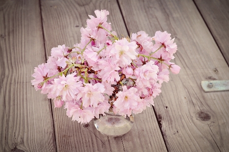 Branch blossom plant wood Photo