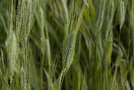 Grass plant field barley Photo