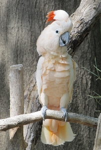 自然 鳥 白 野生動物 写真