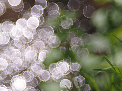 Nature branch dew plant Photo